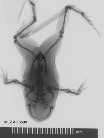 Media type: image;   Herpetology A-13690